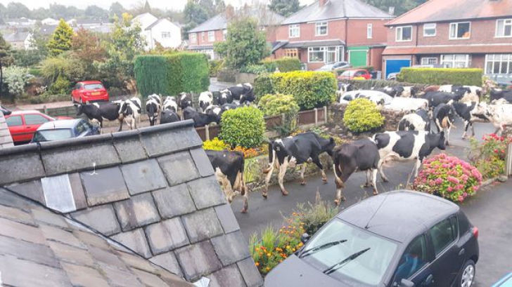Ca în filme. O femeie s-a trezit cu o turmă de vaci în grădină. Ce a urmat întrece orice imaginație