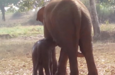 Elefantul a săpat 12 ore adânc în pământ. Când au văzut ce a adus la suprafaţă, localnicii uluiţi