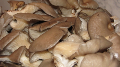 Ce sunt, de fapt, ciupercile PLEUROTUS. Se găsesc şi la noi în magazine. Mai cumperi?