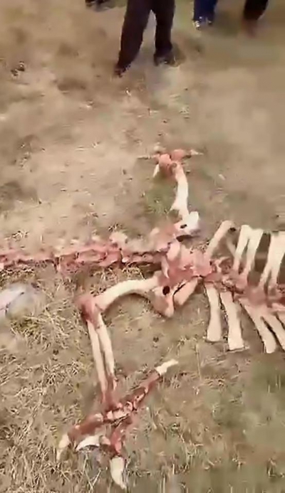 Localnicii au găsit scheletul unui dragon. Ce au surprins oamenii la fața locului FOTO