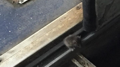 Șobolan surprins într-un vagon CFR, printre călători!Revolta pasagerilor, revarsată în mediul online