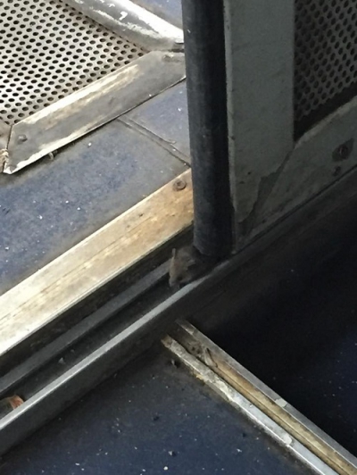 Șobolan surprins într-un vagon CFR, printre călători!Revolta pasagerilor, revarsată în mediul online