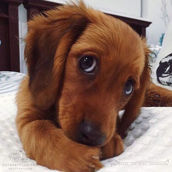 Cei mai blânzi câini din lume. Imaginile care-ți vor însenina ziua 