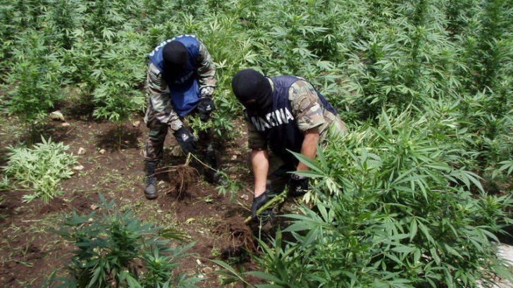 VIDEO. Cum arată plantația de cannabis de un milion de euro din România, descoperită din întâmplare