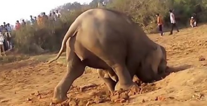 Elefantul a săpat 12 ore adânc în pământ. Când au văzut ce a adus la suprafaţă, localnicii uluiţi