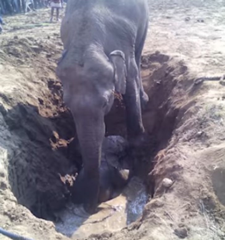 Elefantul a săpat 12 ore adânc în pământ. Când au văzut ce a adus la suprafaţă, localnicii uluiţi