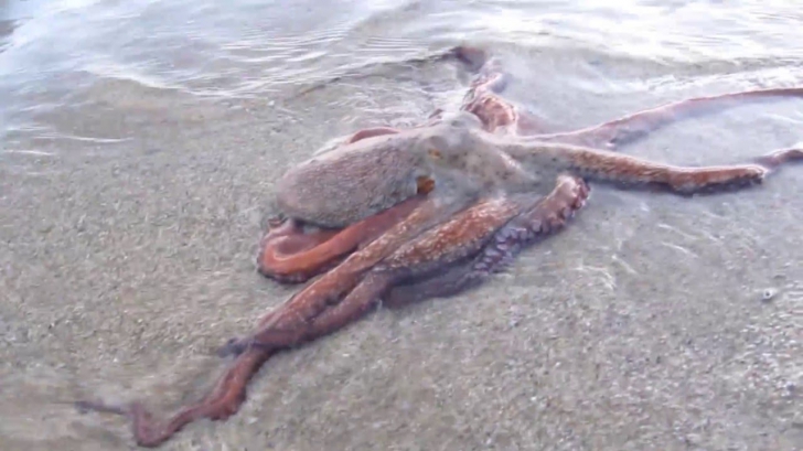 Fenomen misterios: În fiecare noapte, aceste creaturi ies din mare și se „plimbă” pe plajă. VIDEO
