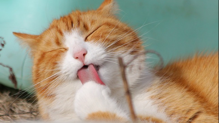 Cele trei alimente care-ți pot omorî pisica. Sigur o hrănești deseori cu ele