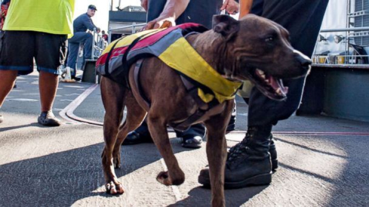Două femei şi cei doi câini ai lor, SALVARE EXTRAORDINARĂ: au plutit în Ocean timp de 5 luni