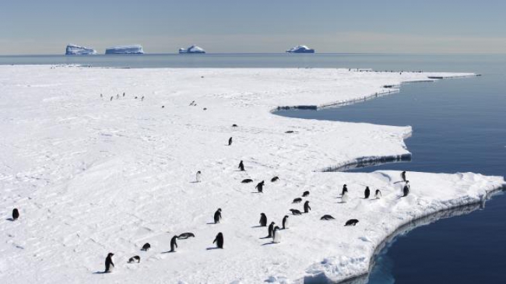 Tragedie în pustiul de gheață: zeci de mii de pui de pinguin, morți de foame