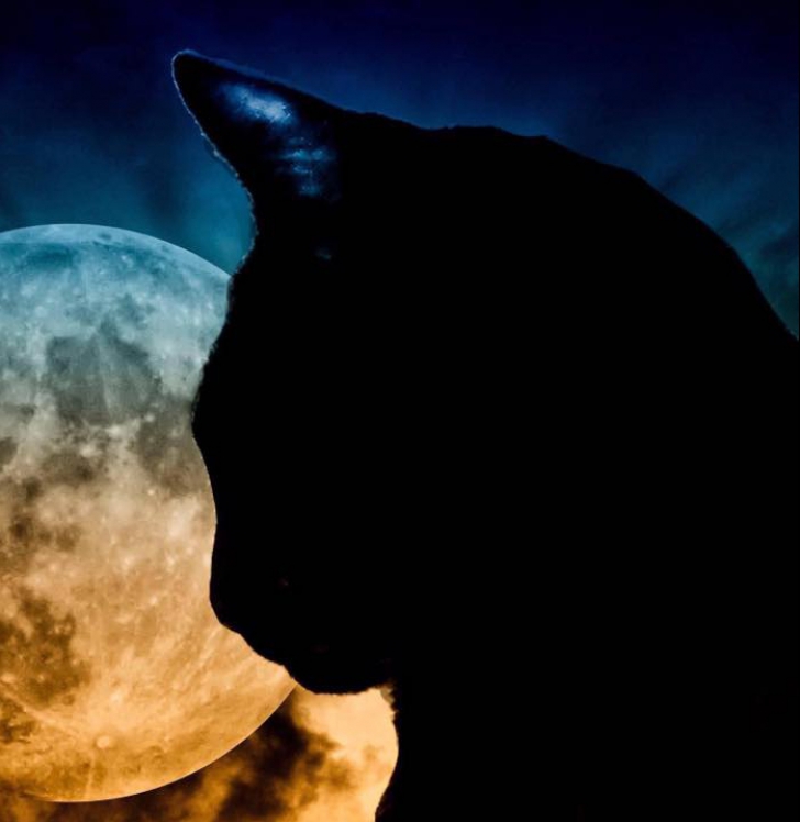 Ziua pisicilor negre - ce se întâmplă pe 27 octombrie