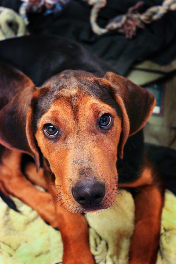 Cei mai blânzi câini din lume. Imaginile care-ți vor însenina ziua 