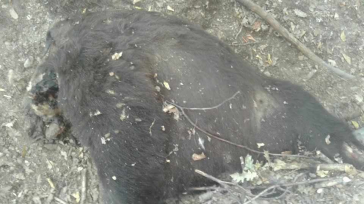  MARTOR OCULAR. Urs găsit decapitat lângă o pădure din Argeş