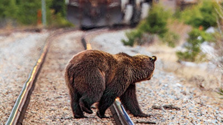 Un urs a fost spulberat de tren