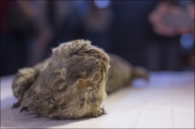 Corpul perfect conservat al unui animal legendar din Epoca de Gheață, găsit în Siberia