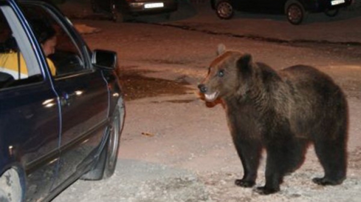 Două ursoaice cu pui au coborât pe străzile din Buşteni. Localnicii sunt îngroziți. Ce s-a întâmplat