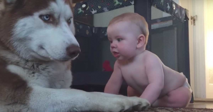 Mama a lăsat bebeluşul de 1 an singur în cameră cu un husky. Când s-a întors, a regretat amarnic