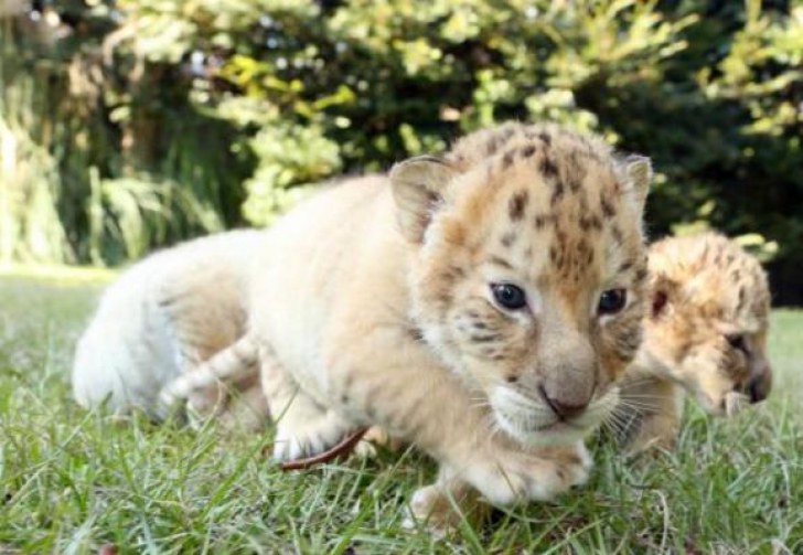 Au împerecheat o femelă-tigru cu un leu. Cum arată puii lor. Oamenii s-au îmbulzit să-i vadă