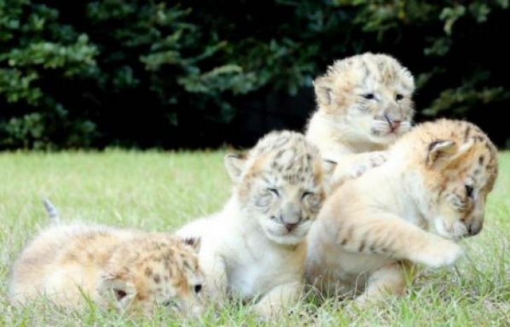 Au împerecheat o femelă-tigru cu un leu. Cum arată puii lor. Oamenii s-au îmbulzit să-i vadă