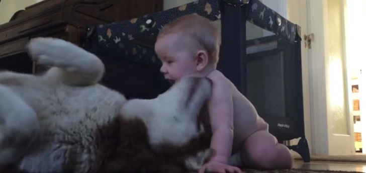 Mama a lăsat bebeluşul de 1 an singur în cameră cu un husky. Când s-a întors, a regretat amarnic