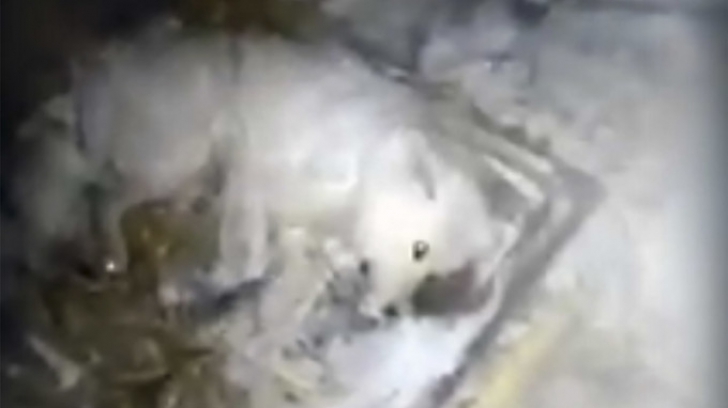 ȘOCANT! Un rus a aruncat apă pe câinele său, apoi l-a lăsat afară să înghețe