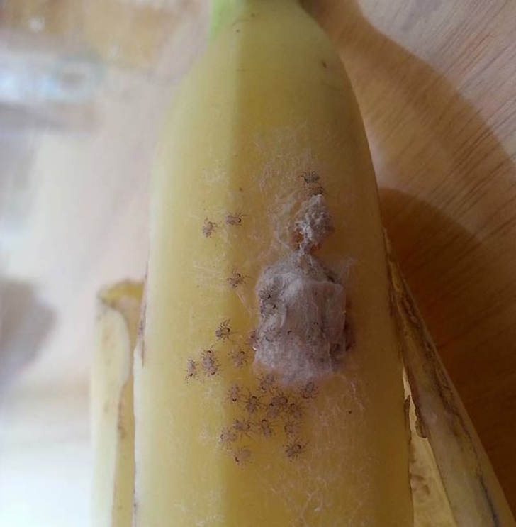 Descoperire înfiorătoare într-o banană. "M-am speriat atât de tare încât am început să plâng"