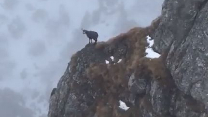 România minunată. O capră neagră, surprinsă în salturi spectaculoase pe stânci în Munții Bucegi