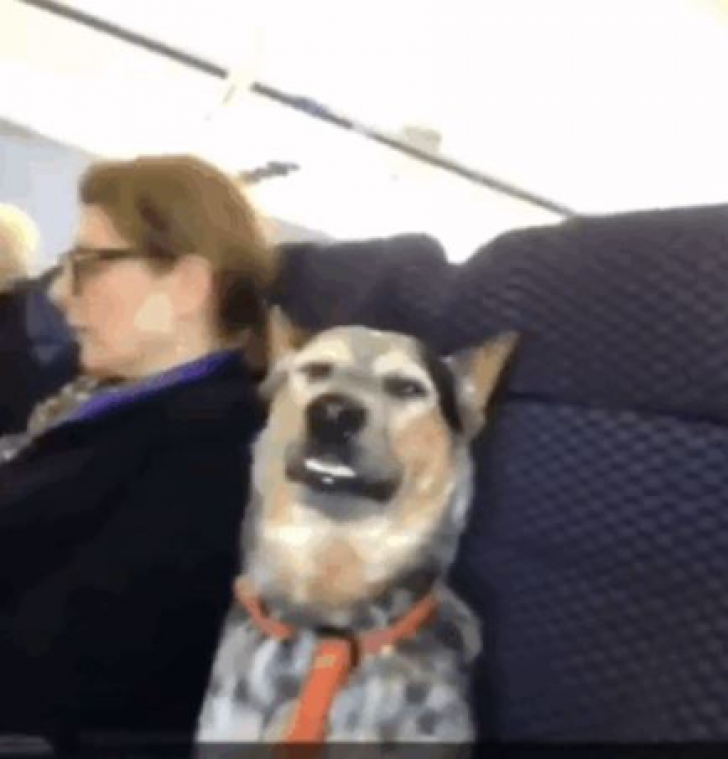 Cei mai neobișnuiți pasageri din avioanele de linie. N-ai cum să nu râzi când îi vezi