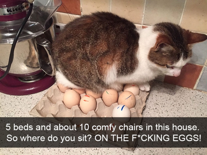 Imaginile cu pisici absolut hilare care te fac să uiți de orice grijă
