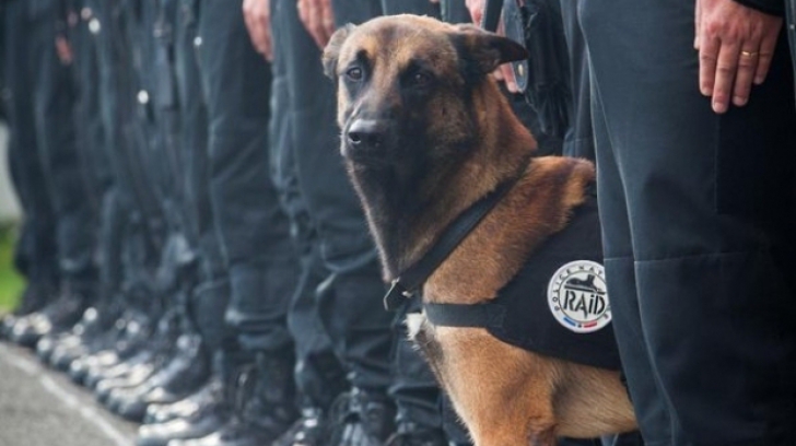 Povestea tristă a câinelui poliţist pe care nimeni nu îl vrea deşi a fost scos la licitaţie 