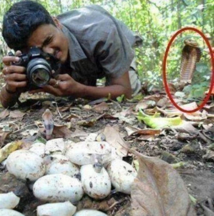 Fotografia un cuib de şerpi. Nu știa ce se întâmplă în spatele său..