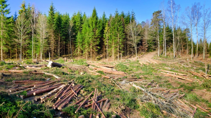 Ministrul Apelor și Pădurilor: "În România anului 2017 nu se mai poate vorbi despre defrișări!"
