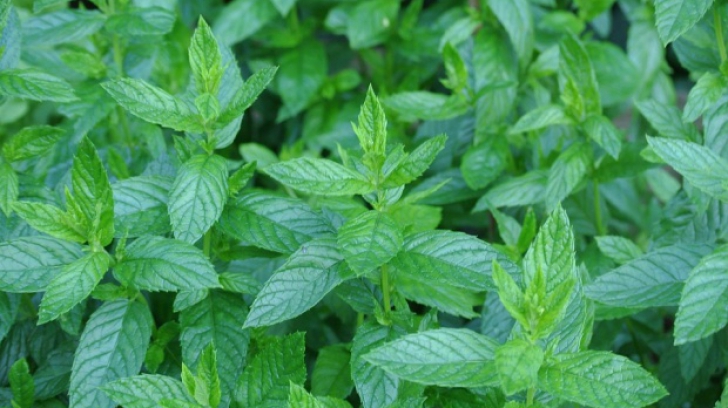 Avertismentul medicilor: Frunzele acestei plante din care obişnuim să face ceai sunt toxice!