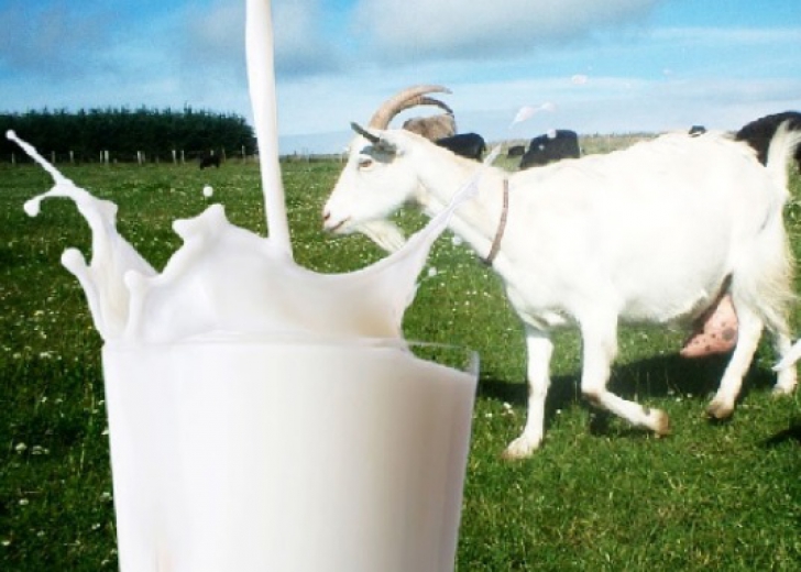 Tratamentul articulației laptelui de capră, Tratament naturist cu lapte de capră | vopseadehaine.ro