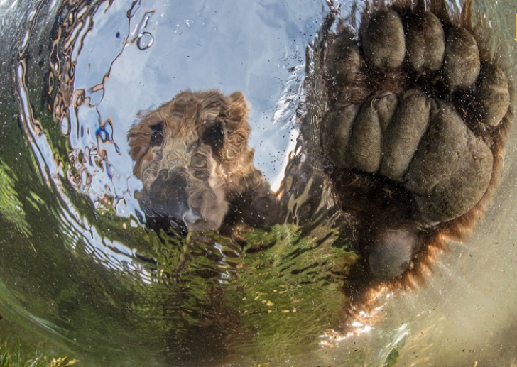 Cele mai bune fotografii ale lumii sălbatice, premiate la concursul Nature Photographer of the Year 