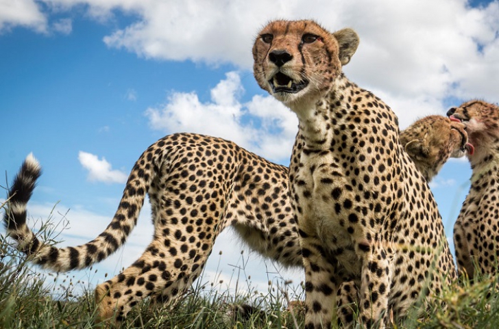 Cele mai bune fotografii ale lumii sălbatice, premiate la concursul Nature Photographer of the Year 