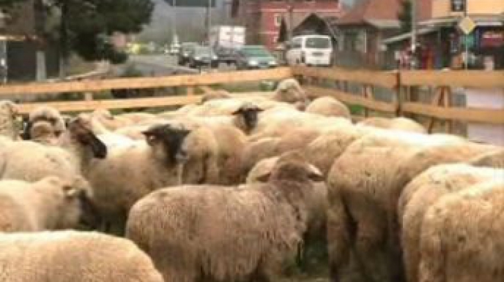 VIDEO. Protest cu 500 de oi pe DN1: "Urşii sunt TURBAŢI"
