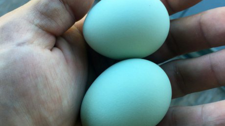 Aceste găini fac ouă verzi dintr-un motiv extrem de ciudat. Iată ce spun medicii despre ele!