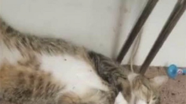VIDEO: Cum se poartă pisicile când o fac lată