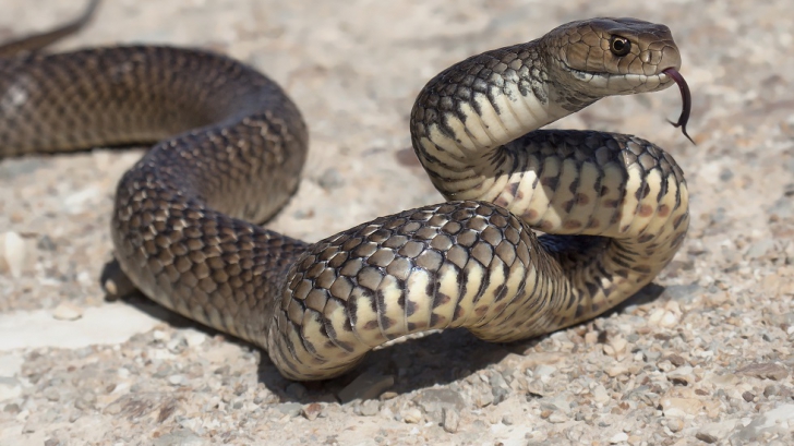 De ce nu e bine să omori șarpele casei