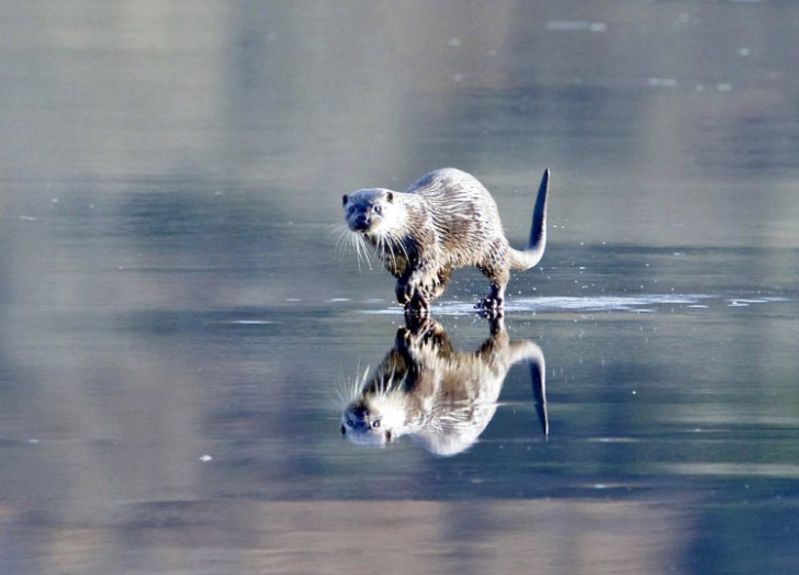 Imagini ingredibile surprinse în Anglia: Poate merge pe apă!