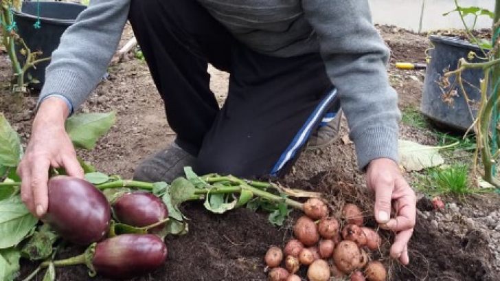 Un agricultor din România a obţinut o plantă care produce, în acelaşi timp, şi cartofi, şi vinete