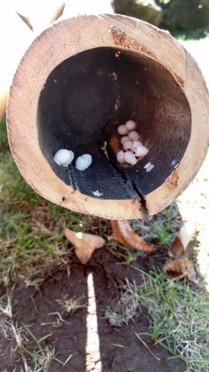 A găsit câteva ouă minuscule în grădină. Coaja unuia a spart, iar ce a ieşit de acolo l-a speriat