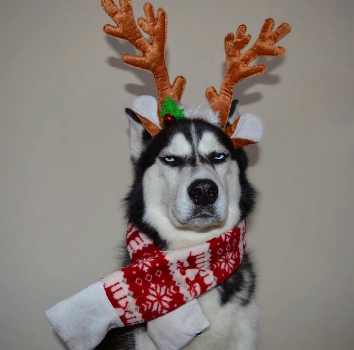 N-ai cum să nu râzi. Cum a fost surprins acest câine în albumul foto de Crăciun