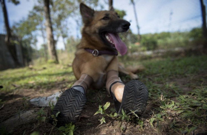 Picioare "Pistorius" pentru un câine mutilat cu sălbăticie (VIDEO)