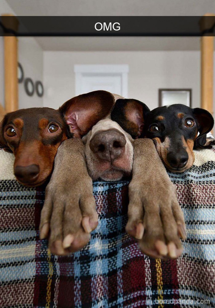 Aceste poze cu câini în ipostaze ridicole iau cu asalt Internetul. Îți vor face ziua mai frumoasă
