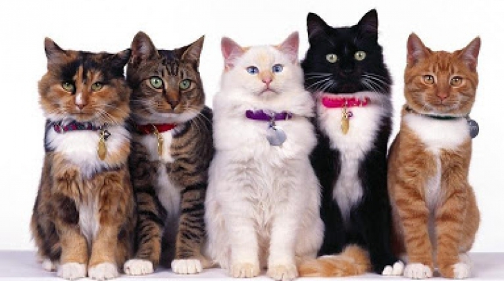 Superputerile Pisicilor In Funcție De Culoarea Blănii Ele Te Pot