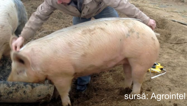 SFAT DE SEZON: Cum poți afla greutatea unui porc fără să-l cântărești 