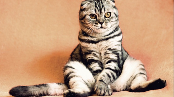Cinci motive să NU-ți iei o pisică drept animal de companie