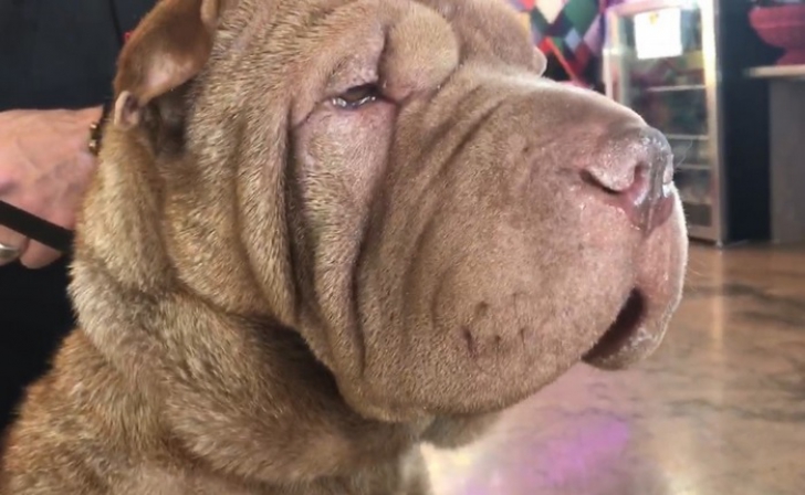 Şocant! Ce a găsit un medic veterinar din Statele Unite în stomacul unui câine